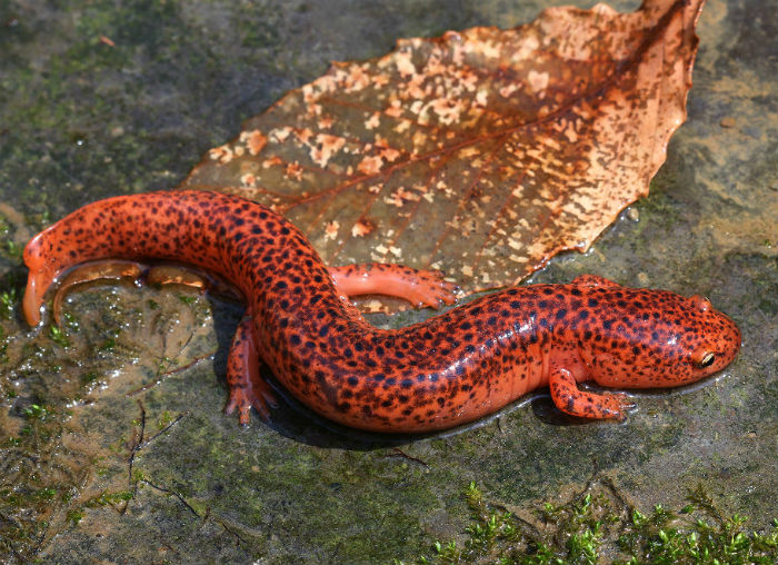 Red Salamander